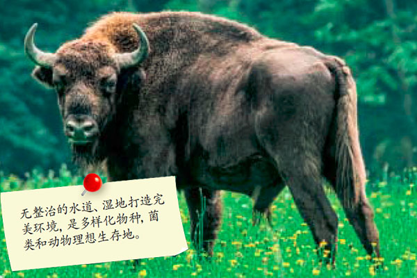 马尔堡